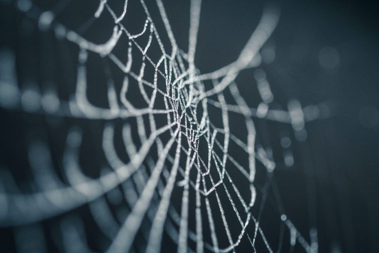Spinnennetz vor schwarzem Hintergrund