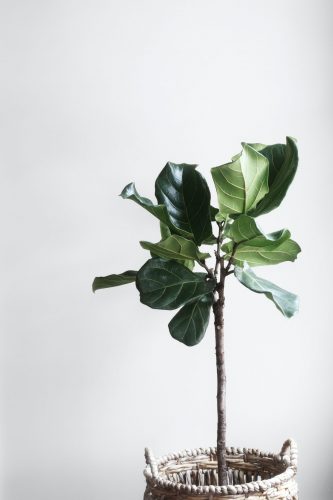 Pflanze in Korb vor weißem Hintergrund