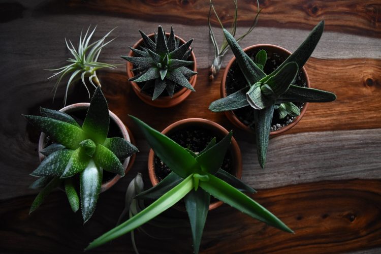 Fünf kleine Pflanzen in Keramiktöpfen von oben fotografiert